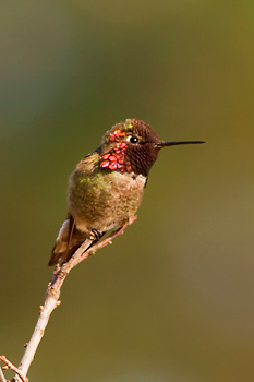 Anna's Hummingbird