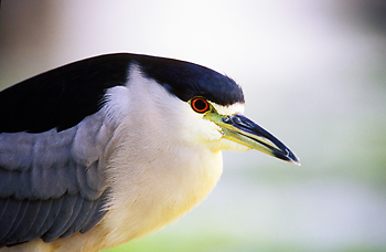 Black-crowned Night-Heron
