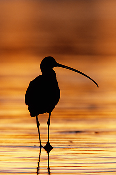 Long-billed Curlew