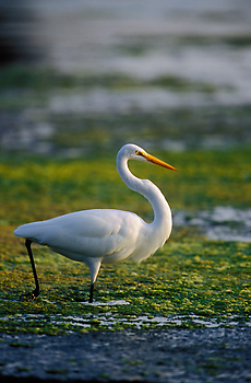Great Egret