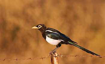 Yellow-billed Magpie