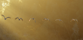Mallards