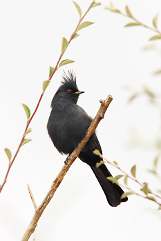 Phainopepla