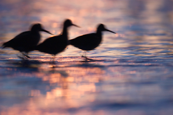 Shorebirds