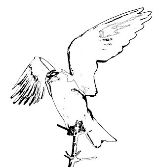 Kite Logo