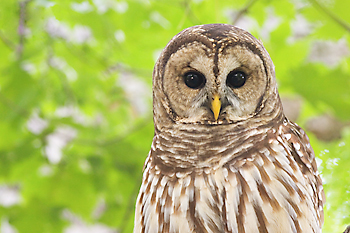 Barred Owl