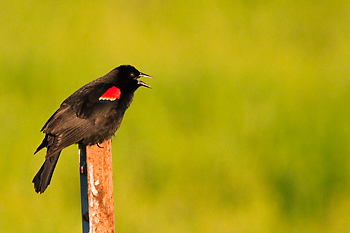 Red-winged Blackbird