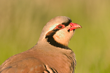 Chukar