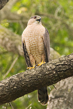 Cooper's Hawk
