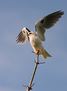 White-tailed Kite