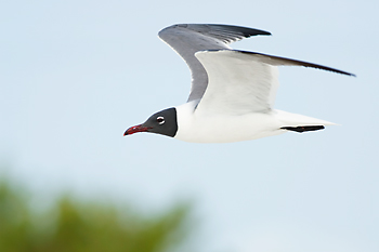 Laughing Gull