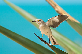 Northern Mockingbird