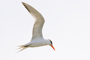 Royal Tern