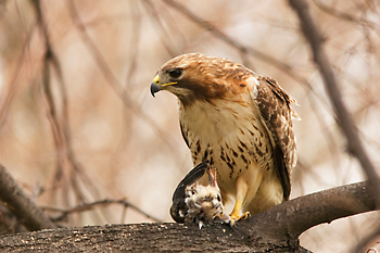 Red-tailed Hawk