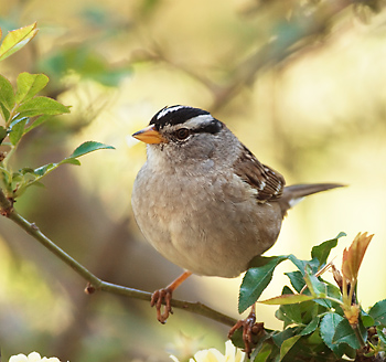 White-crowned Sparrow