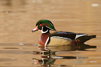 Wood Duck