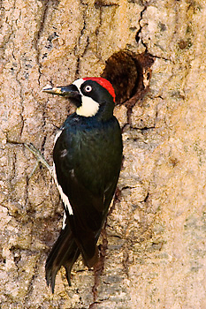 Acorn Woodpecker