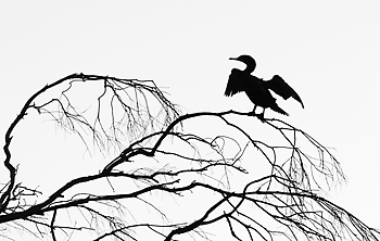 Double-crested Cormorant