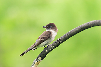 Eastern Phoebe