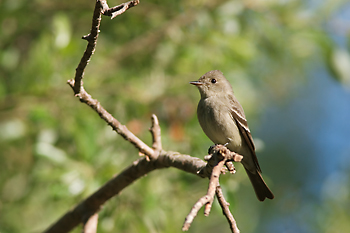 Western Wood-Pewee