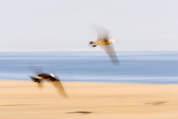 Heermann's Gulls