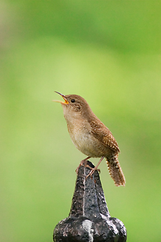 House Wren