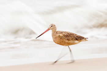 Marbled Godwit