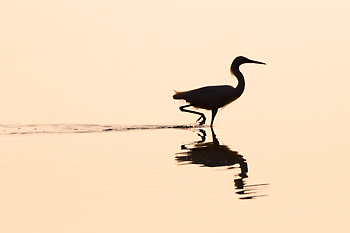 Snowy Egret