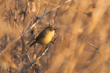 Common Yellowthroat