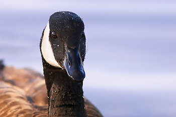 Canada Goose
