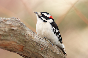 Downy Woodpecker