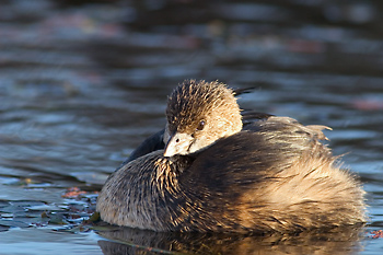 Pied-billed Grebe