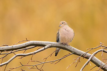 Mourning Dove