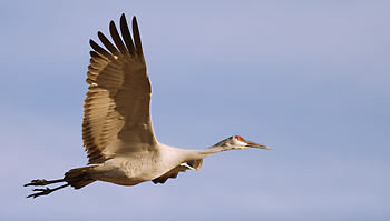 Sandhill Crane