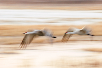 Sandhill Cranes