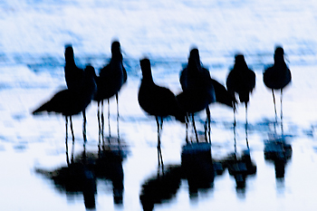 Shorebirds