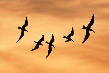 Black Skimmers