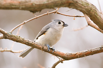 Tufted Titmouse